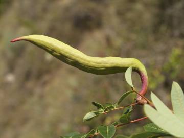 Fotografia da espécie Pistacia terebinthus