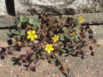 Fotografia da espécie Oxalis corniculata subesp. corniculata