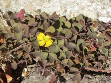 Fotografia da espécie Oxalis corniculata subesp. corniculata