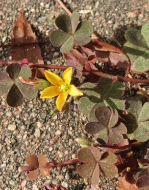 Fotografia 11 da espécie Oxalis corniculata subesp. corniculata no Jardim Botânico UTAD