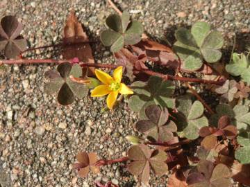 Fotografia da espécie Oxalis corniculata subesp. corniculata