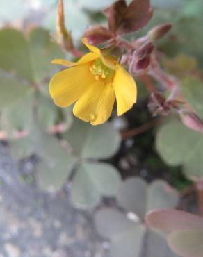 Fotografia 12 da espécie Oxalis corniculata subesp. corniculata no Jardim Botânico UTAD