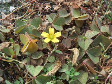 Fotografia da espécie Oxalis corniculata subesp. corniculata