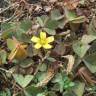 Fotografia 13 da espécie Oxalis corniculata subesp. corniculata do Jardim Botânico UTAD