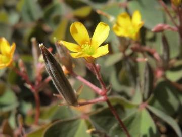 Fotografia da espécie Oxalis corniculata subesp. corniculata