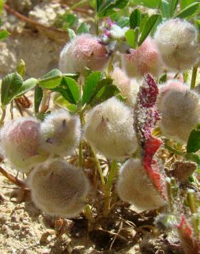 Fotografia 12 da espécie Trifolium tomentosum no Jardim Botânico UTAD