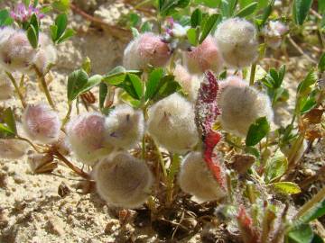 Fotografia da espécie Trifolium tomentosum