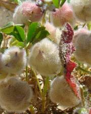 Fotografia da espécie Trifolium tomentosum