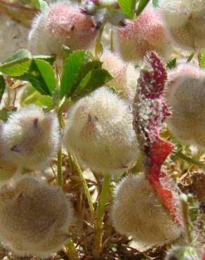 Fotografia 1 da espécie Trifolium tomentosum no Jardim Botânico UTAD