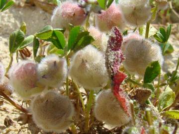 Fotografia da espécie Trifolium tomentosum