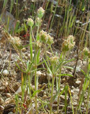 Fotografia 5 da espécie Plantago afra no Jardim Botânico UTAD