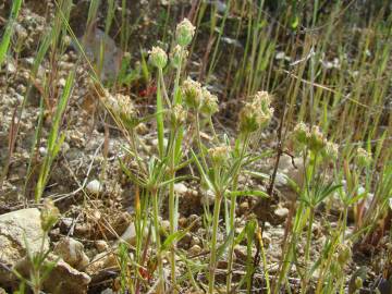 Fotografia da espécie Plantago afra