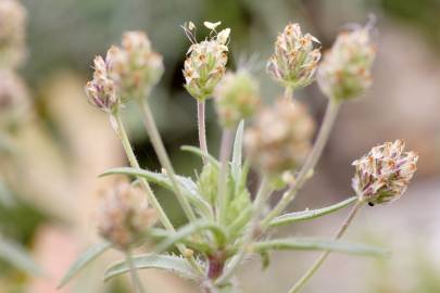 Fotografia da espécie Plantago afra