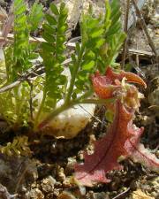 Fotografia da espécie Astragalus pelecinus