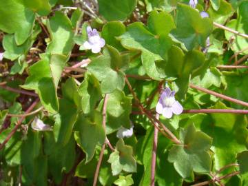 Fotografia da espécie Cymbalaria muralis subesp. muralis