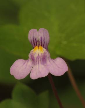 Fotografia 8 da espécie Cymbalaria muralis subesp. muralis no Jardim Botânico UTAD