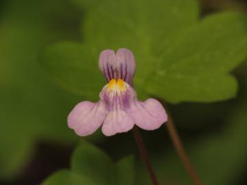 Fotografia da espécie Cymbalaria muralis subesp. muralis