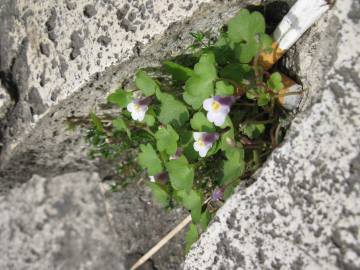 Fotografia da espécie Cymbalaria muralis subesp. muralis