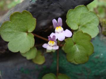 Fotografia da espécie Cymbalaria muralis subesp. muralis