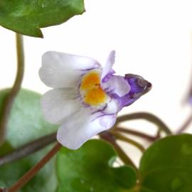 Fotografia da espécie Cymbalaria muralis subesp. muralis