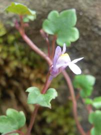 Fotografia da espécie Cymbalaria muralis subesp. muralis