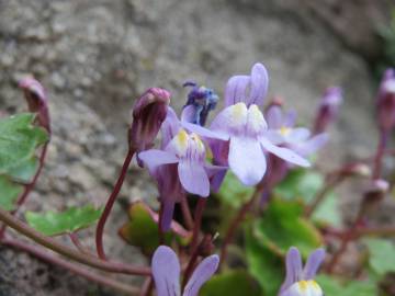 Fotografia da espécie Cymbalaria muralis subesp. muralis