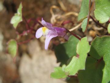 Fotografia da espécie Cymbalaria muralis subesp. muralis