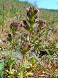 Fotografia da espécie Parentucellia latifolia