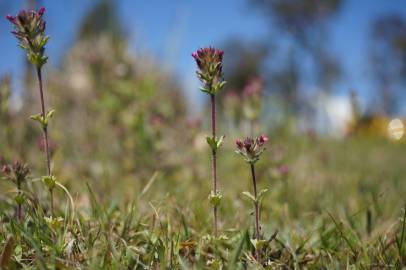 Fotografia da espécie Parentucellia latifolia