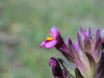 Fotografia da espécie Parentucellia latifolia