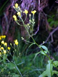 Fotografia da espécie Crepis lampsanoides