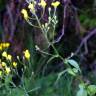 Fotografia 2 da espécie Crepis lampsanoides do Jardim Botânico UTAD