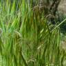 Fotografia 3 da espécie Bromus tectorum do Jardim Botânico UTAD