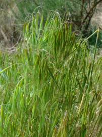 Fotografia da espécie Bromus tectorum