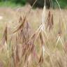 Fotografia 5 da espécie Bromus tectorum do Jardim Botânico UTAD