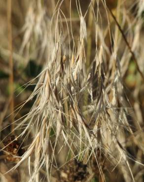 Fotografia 8 da espécie Bromus tectorum no Jardim Botânico UTAD