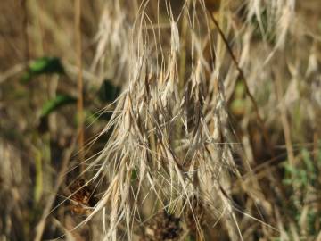 Fotografia da espécie Bromus tectorum