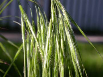 Fotografia da espécie Bromus tectorum