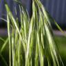 Fotografia 9 da espécie Bromus tectorum do Jardim Botânico UTAD