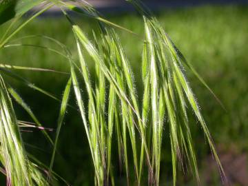 Fotografia da espécie Bromus tectorum