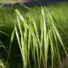 Fotografia 11 da espécie Bromus tectorum do Jardim Botânico UTAD