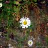 Fotografia 3 da espécie Erigeron karvinskianus do Jardim Botânico UTAD