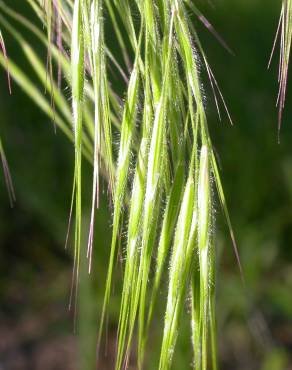 Fotografia 12 da espécie Bromus tectorum no Jardim Botânico UTAD