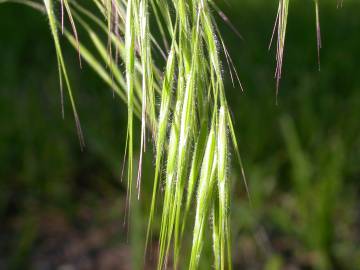 Fotografia da espécie Bromus tectorum