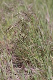 Fotografia da espécie Bromus tectorum