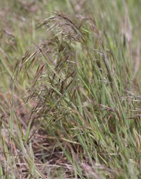 Fotografia 14 da espécie Bromus tectorum no Jardim Botânico UTAD