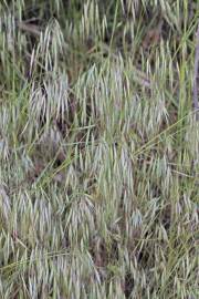 Fotografia da espécie Bromus tectorum