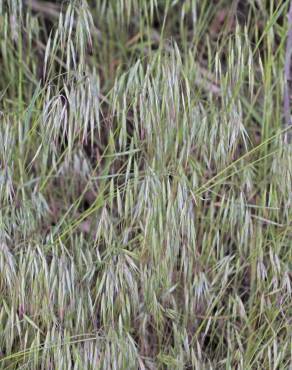 Fotografia 15 da espécie Bromus tectorum no Jardim Botânico UTAD