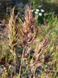 Fotografia da espécie Poa bulbosa