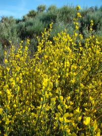 Fotografia da espécie Genista hystrix